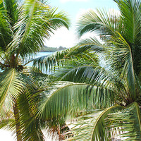 Buy canvas prints of Palm Tree Blue Bay Mauritius by Thomas Thorley