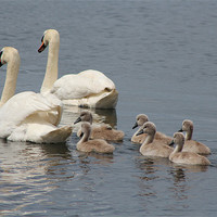 Buy canvas prints of Swans and Cygnets by Charlotte McKay