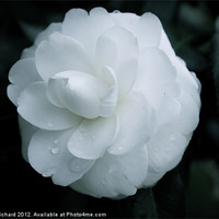Buy canvas prints of The white flower by perriet richard