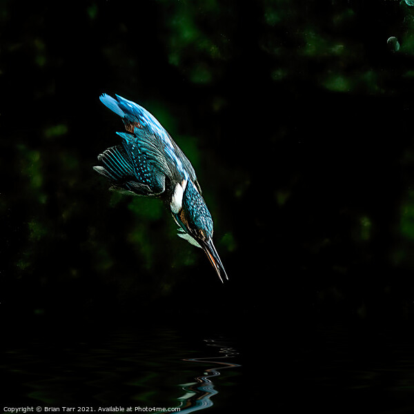 Kingfisher Diving for fish Framed Mounted Print by Brian Tarr