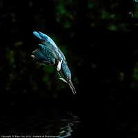 Buy canvas prints of Kingfisher Diving for fish by Brian Tarr
