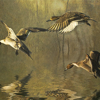 Buy canvas prints of Pintails by Brian Tarr