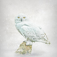 Buy canvas prints of Snowy owl in snow. by Brian Tarr