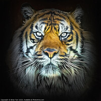 Buy canvas prints of Tiger Portrait  by Brian Tarr