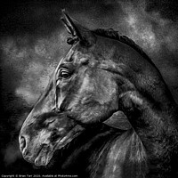 Buy canvas prints of Stallion by Brian Tarr