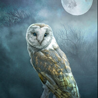 Buy canvas prints of Barn Owl Moon by Brian Tarr