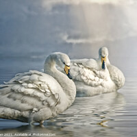 Buy canvas prints of Whooper swans at dawn by Brian Tarr