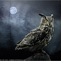 Buy canvas prints of The Nightwatch Owl by Brian Tarr