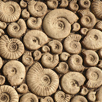 Buy canvas prints of Ammonite Fossils by Edward Denyer