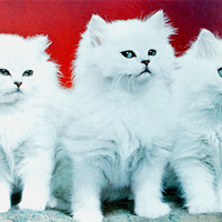 Buy canvas prints of Three White Cats by Edward Denyer