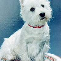 Buy canvas prints of West Highland Terrier by Edward Denyer