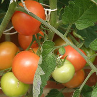 Buy canvas prints of Ripening Tomatoes by Edward Denyer