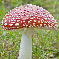Buy canvas prints of Fly Agaric by Robert clarke