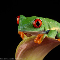 Buy canvas prints of Red Eye Tree Frog by Robert clarke