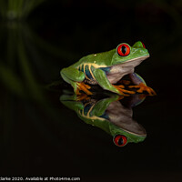 Buy canvas prints of Red Eye Tree Frog Reflection by Robert clarke