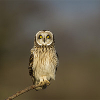Buy canvas prints of Short Eared Owl by Carl Day