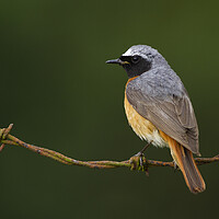 Buy canvas prints of Common Redstart by Carl Day