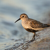 Buy canvas prints of Dunlin by Carl Day