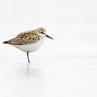 Buy canvas prints of Little Stint by Carl Day