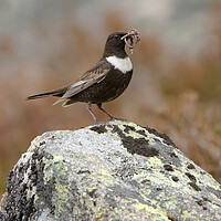 Buy canvas prints of Ring Ouzel by Carl Day