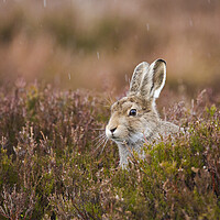 Buy canvas prints of Mountain Hare. by Carl Day