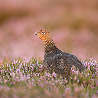 Buy canvas prints of Grouse Amongst the Heather by Carl Day