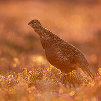 Buy canvas prints of Grouse At Dawn by Carl Day