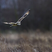Buy canvas prints of Short Eared Owl In Flight. by Carl Day