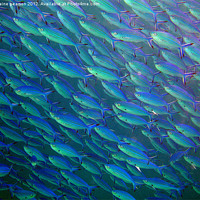 Buy canvas prints of Fishtastic by Elaine Pearson