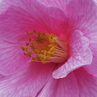 Buy canvas prints of Pink camellia by Elaine Pearson