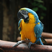 Buy canvas prints of  Blue macaw by Elaine Pearson