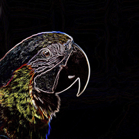Buy canvas prints of  Neon Parrot by Elaine Pearson