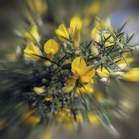 Buy canvas prints of  Gorse by Elaine Pearson