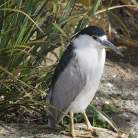 Buy canvas prints of  Night heron by Elaine Pearson