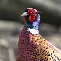 Buy canvas prints of  The Pheasant by Elaine Pearson
