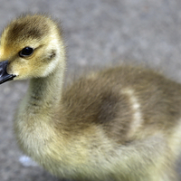 Buy canvas prints of  Canada goose gosling by Elaine Pearson