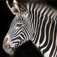 Buy canvas prints of Zebra portrait by Elaine Pearson