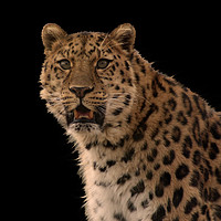 Buy canvas prints of The Leopard by Elaine Pearson