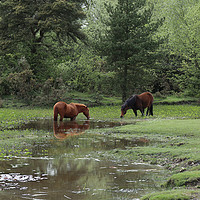 Buy canvas prints of New Forest Ponies by Elaine Pearson
