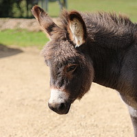 Buy canvas prints of Baby donkey by Elaine Pearson