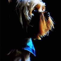 Buy canvas prints of Yorkshire Terrier by Robert Pettitt