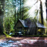 Buy canvas prints of Shelter in the Woods by Robert Pettitt