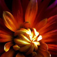 Buy canvas prints of My Chrysanthemum by Robert Pettitt