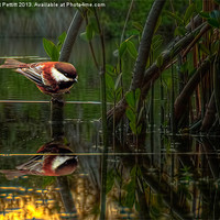 Buy canvas prints of Tit and Reflection by Robert Pettitt