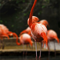 Buy canvas prints of Proud Flamingo by Robert Pettitt