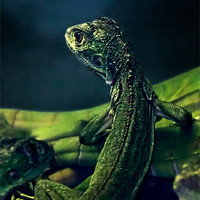 Buy canvas prints of Little lizard by Robert Pettitt