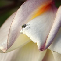 Buy canvas prints of Tiny Tiny Fly by Robert Pettitt