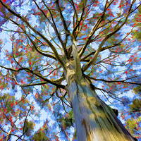 Buy canvas prints of Eucalyptus Tree by Robert Pettitt