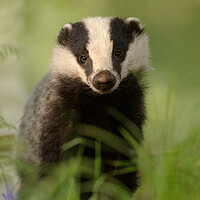 Buy canvas prints of Badger by Macrae Images