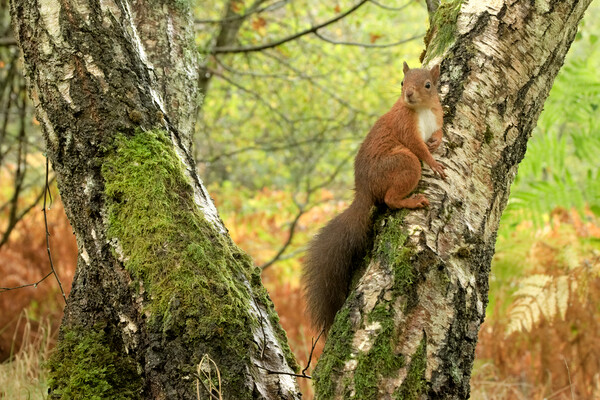 Red Squirrel Picture Board by Macrae Images